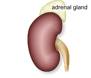 Image result for kidney animation gif