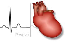 Heart-ECG-GIF.gif