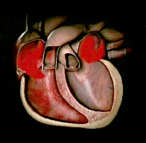 How Heart Pumps Blood – Medical GIF